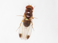 Drospophila suzukii